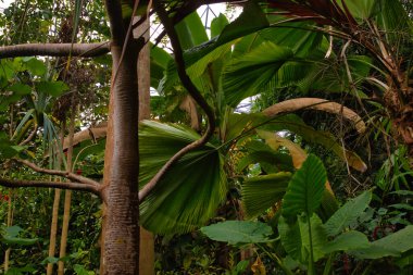 Büyük yeşil yapraklar ve ağaç gövdeleri ile verimli tropikal yapraklar yoğun bir orman atmosferi yaratır. Sahne canlı ve bitki çeşitliliği açısından zengin, yeşilin çeşitli tonlarını sergiliyor..