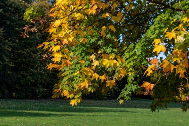 Bir ağaç dalından sarkan, çeşitli sarı ve yeşil tonlarında, sonbahar yapraklarının canlı bir görüntüsü. Arka planda çimenlik bir alan var. Bu da sakin bir park ortamı olduğunu gösteriyor..