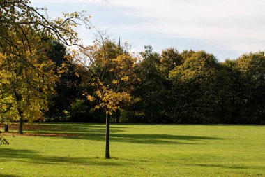 Güz yapraklı, yemyeşil çimlerin ortasında tek bir ağacın olduğu sakin bir park sahnesi. Arka plan, çeşitli yeşillik renkleri gösteren sık ağaçlarla dolu. Gökyüzü parçalı bulutlu, sakin atmosfere ekleniyor..