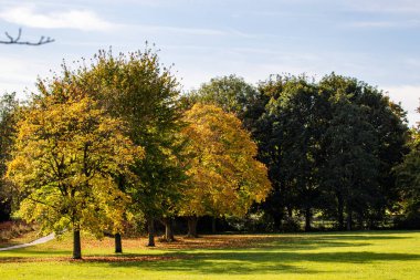 Güz renklerinde ağaçların canlı sarı ve yeşil yapraklarla yer aldığı sakin bir park sahnesi. Çimenler yemyeşil ve gökyüzü parçalı bulutlu. Huzurlu bir atmosfer yaratıyor..