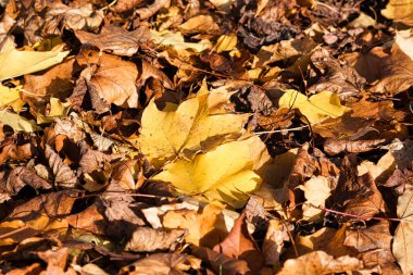 Düşen sonbahar yapraklarıyla kaplı bir zemin yakın plan görüntüsü, ağırlıklı olarak kahverengi ve sarı, ortasında tek bir parlak sarı yaprak var..