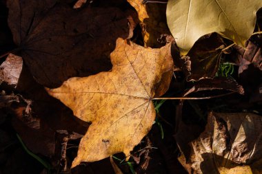Görünür damarları olan tek bir kahverengi akçaağaç yaprağının yakın çekimi, bazıları daha koyu olan diğer düşmüş yaprakların üzerinde duruyor. Yaprak yukarıdan aydınlatılmış, hafif sarı bir tonu var..