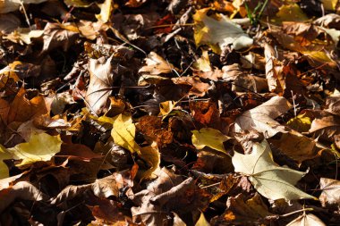 Kahverengi, sarı ve turuncu yapraklarla kaplı bir zemin yakın plan. Yaprakların çoğu kurumuş ve ağaçlardan düşerek dokulu, sonbahar yüzeyi oluşturmuş..