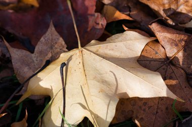 Açık kahverengi akçaağaç yaprağının daha koyu kahverengi bir akçaağaç yaprağını kısmen kaplayan yakın plan görüntüsü. Açık yaprağın görünür damarları ve yüzeyinden çıkan iki siyah sapı vardır. Yapraklar diğer yapraklar ve çimlerle çevrili..