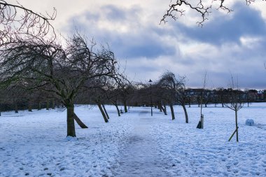 Bulutlu bir gökyüzünün altında yapraksız ağaçlarla kaplı karla kaplı bir park yolu. Harrogate, İngiltere 'de arka planda birkaç bina görünüyor..