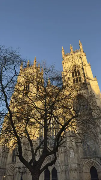 York Minster Katedrali 'nin ön planda çıplak ağaçla mavi gökyüzüne karşı alçak açılı görüntüsü. Altın ışıkla aydınlatılan bina.