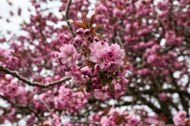 Harrogate, Yorkshire, İngiltere 'deki benzer çiçeklerin bulanık arkaplanının farklı aşamalarında açan pembe çiçek kümelerinin bulunduğu bir ağaç dalına yakın plan..