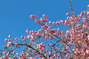 Harrogate, Yorkshire, İngiltere 'deki çerçeveyi dolduran açık mavi bir gökyüzü karşısında çıplak dallar üzerinde pembe çiçeklerin alçak açılı görüntüsü..