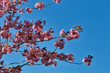 Harrogate, Yorkshire, İngiltere 'de açık mavi gökyüzüne karşı pembe çiçekli ve bronz yapraklı kiraz ağaçları..