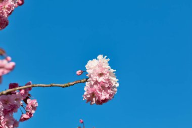 Açık mavi gökyüzüne karşı bir dalda pembe kiraz çiçeklerinin yakın çekimi. Çiçekler toplanmış, bazıları odaklanmış, diğerleri ise Harrogate, Yorkshire, İngiltere 'de bulanıklaşmış..