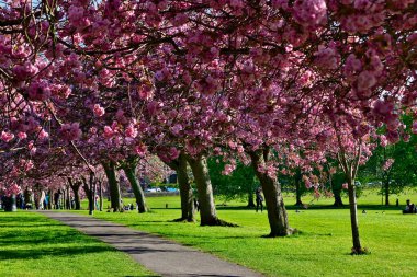 Yeşil çimenler ve Harrogate, Yorkshire, İngiltere 'deki manzaranın tadını çıkaran insanlarla dolu, tamamen pembe çiçek açan kiraz ağaçlarıyla dolu bir patika sahnesi..