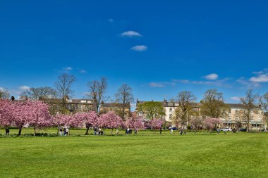 Pembe ağaçların filizlendiği yeşil bir tarla, Harrogate, Yorkshire, İngiltere 'de bulutların dağıldığı açık mavi gökyüzünün altında bir sıra binaya öncülük ediyor..