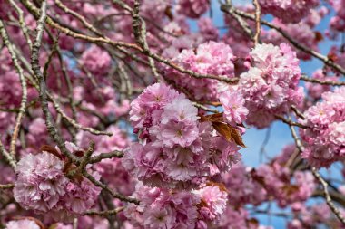 Harrogate, Yorkshire, İngiltere 'de kısmen görülebilen mavi gökyüzüne karşı dallarda pembe kiraz çiçeklerinin yakın çekimi.