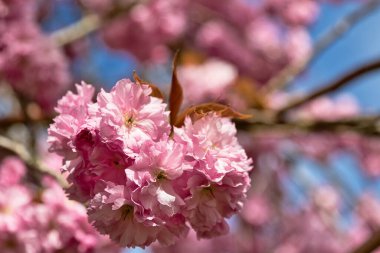 Mavi gökyüzünün bulanık arkaplanı ve Harrogate, Yorkshire, İngiltere 'deki diğer çiçeklerle tam çiçeklenmiş pembe kiraz çiçeklerinin yakın çekimi..