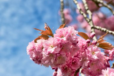 Mavi gökyüzüne karşı pembe kiraz çiçeklerinin yakın çekimi. Çiçekler toplanmış ve Harrogate, Yorkshire, İngiltere 'de bazı bakır renkli yapraklar görülebilir..
