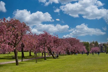 Pembe çiçekli ağaçlar, yeşil çimenler, insanlar ve Harrogate, Yorkshire, İngiltere 'de beyaz bulutlu mavi bir gökyüzü..