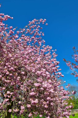 Pembe çiçekli bir ağacın parlak mavi bir gökyüzüne yakın çekimi. Ağacın dalları Harrogate, Yorkshire, İngiltere 'de çiçeklerle doludur..