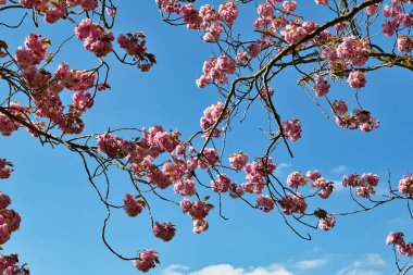 Çiçek açan bir ağacın dalları çerçeveyi dolduruyor, Harrogate, Yorkshire, İngiltere 'de dağınık beyaz bulutlu açık mavi gökyüzüne karşı pembe çiçekler sergiliyor..