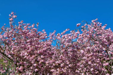 Bereketli pembe çiçekler, açık mavi gökyüzüne karşı ağaç dallarını örtüyor. Harrogate, Yorkshire, İngiltere 'deki şubeler çerçevenin çoğunu dolduruyor..