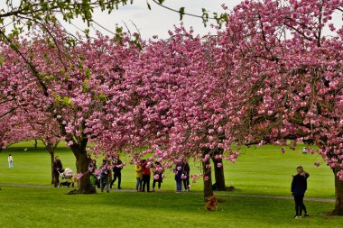 Park sahnesinde çiçek açan kiraz ağaçları, bir grup insan, birkaç puset ve Harrogate, Yorkshire, İngiltere 'de çimlerin üzerinde bir oyuncak ayı..