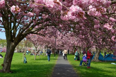 Çiçek açan kiraz ağaçlarının oluşturduğu güneşli bir park sahnesi ve Harrogate, Yorkshire, İngiltere 'de bahar havasının tadını çıkaran insanlar..