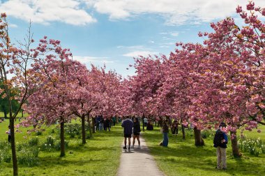 Pembe çiçekli ağaç çizgili patika güneşli bir günde Harrogate, Yorkshire, İngiltere 'deki bir parkta ziyaretçileri cezbeder..