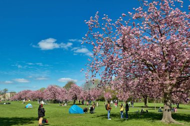 Harrogate, Yorkshire, İngiltere 'deki açık havada, parlak mavi gökyüzü altında çiçek açan kiraz ağaçları, insanlar ve çadırlarla dolu bir parkın manzarası..