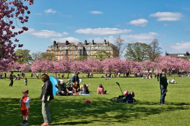 Güneşli bir park sahnesi, insanların bahar gününün tadını çıkardığı pembe ağaçlar ve arka planda Harrogate, Yorkshire, İngiltere 'de büyük bir bina..