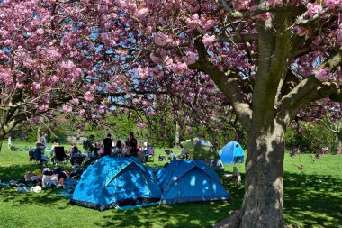 Çadırlı park sahnesi, dinlenen insanlar ve gölge sağlayan çiçek açan kiraz ağaçları. Güneş ışığı, Harrogate, Yorkshire, İngiltere 'deki çiçeklerin arasından süzülüyor..