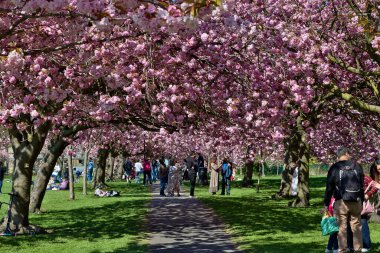 Harrogate, Yorkshire, İngiltere 'de güneşli bir günün tadını çıkaran insanlarla dolu çiçek açan pembe kiraz ağaçlarıyla dolu bir park yolu..