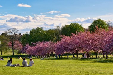 Parkta güneşli bir günde çimenler, çiçek açan ağaçlar ve Harrogate, Yorkshire, İngiltere 'de kümülüs bulutlarıyla kaplı mavi bir gökyüzünün altında dinlenen insanlar..