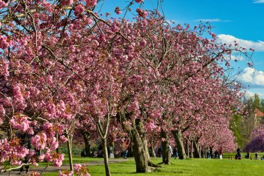 Çiçek açmış kiraz ağaçlarının oluşturduğu bir çizgi yeşil çimlere ve kabarık bulutlu mavi gökyüzüne vuruyor sahneyi. Harrogate, Yorkshire, İngiltere 'de arka planda insanlar görülüyor..