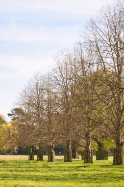 Parlak bir gökyüzünün altındaki çimenli bir tarlada bir sıra ağaç duruyor. Ağaçların çıplak dalları vardır ve Bushy Park, Londra, İngiltere 'de ahşap engellerle çevrilidir..