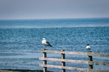 İki martı yıpranmış ahşap bir çitin üzerine tünemiş, soluk bir gökyüzü altında okyanus manzaralı, İngiltere, Seahouses Harbour 'da.