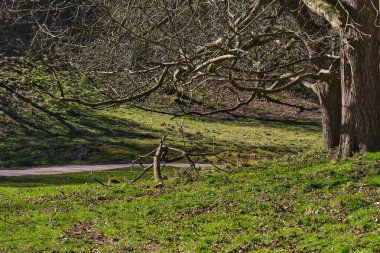 Çıplak dalları, çimenli bir tepesi ve yolu olan ağaçların yer aldığı manzara, İngiltere 'deki Studley Royal Park' ta güneş ışığıyla yıkanmış gölgeler bırakıyor..