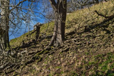Çimenli bir yamaçta, mavi bir gökyüzünün altında kökleri açıkta kalmış ağaçlar. İngiltere 'deki Studley Royal Park' ın kökleri arasında bir sülün görülebilir..
