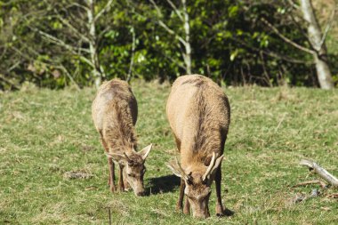 İki kahverengi geyik yeşil çimenli bir tarlada otlar ve parlak, güneşli bir günde arka planda ağaçlar vardır..