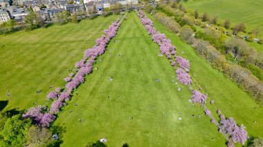 Harrogate, İngiltere 'de güneşli bir günde, arka planda pembe çiçekli ağaçlar, insanlar ve binaların bulunduğu yeşil bir parkın hava manzarası..