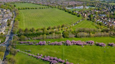 Geniş çimenli tarlaları, pembe çiçek açan ağaçları ve Harrogate, İngiltere 'de parlak bir gökyüzü altındaki uzak binaları olan bir parkın havadan görüntüsü..