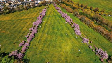 Yeşil parkın havadan görünüşü. Sıralar halinde pembe kiraz ağaçları ve dağınık insanlar dinleniyor. Harrogate, İngiltere 'de binalar sol üstte..