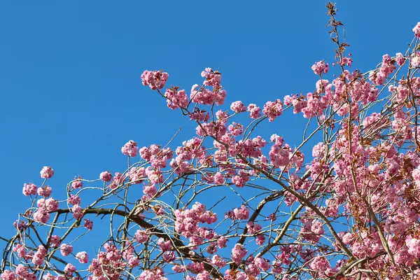 Harrogate, Yorkshire, İngiltere 'deki çerçeveyi dolduran açık mavi bir gökyüzü karşısında çıplak dallar üzerinde pembe çiçeklerin alçak açılı görüntüsü..