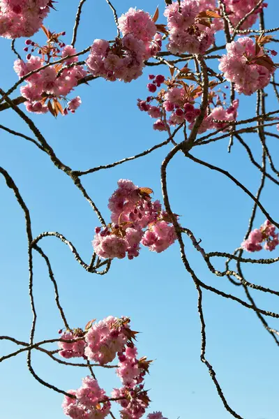 Açık mavi gökyüzüne karşı, ağaç dallarında pembe çiçeklerin alçak açılı görüntüsü. Çiçekler kümeler halinde, Harrogate, Yorkshire, İngiltere 'de şubeler boş..