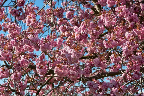 Açık mavi gökyüzüne karşı pembe çiçeklerle çiçek açmış bir ağacın yakın görüntüsü. Harrogate, Yorkshire, İngiltere 'deki çiçek sergisi boyunca dallar görülebilir..