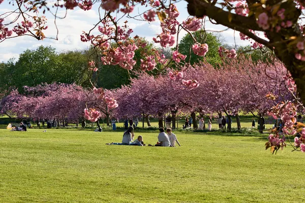 Yeşil çimenli bir park sahnesi ve çiçek açan pembe kiraz ağaçları, Harrogate, Yorkshire, İngiltere 'de piknik yapan ve gezinen insanların olduğu..