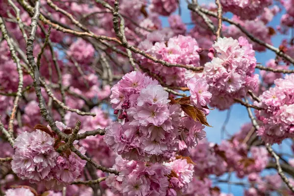 Harrogate, Yorkshire, İngiltere 'de kısmen görülebilen mavi gökyüzüne karşı dallarda pembe kiraz çiçeklerinin yakın çekimi.