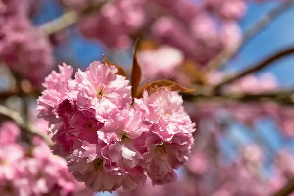 Mavi gökyüzünün bulanık arkaplanı ve Harrogate, Yorkshire, İngiltere 'deki diğer çiçeklerle tam çiçeklenmiş pembe kiraz çiçeklerinin yakın çekimi..