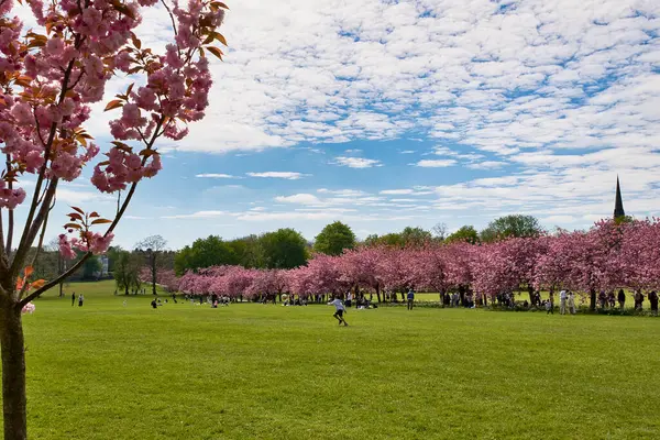 Çiçek açan kiraz ağaçları, büyük yeşil bir çimen ve güneşli bir günün tadını çıkaran insanlarla dolu bir park. Harrogate, Yorkshire, İngiltere 'de mavi gökyüzü ve dağınık bulutlar.