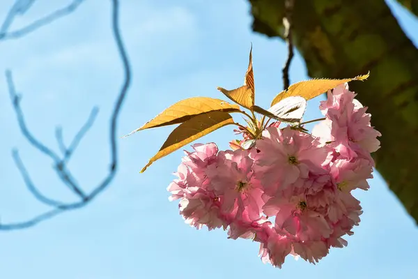 Harrogate, Yorkshire, İngiltere 'deki bir ağaç dalına bağlı açık mavi gökyüzüne yakın pembe çiçekler ve altın yapraklar..