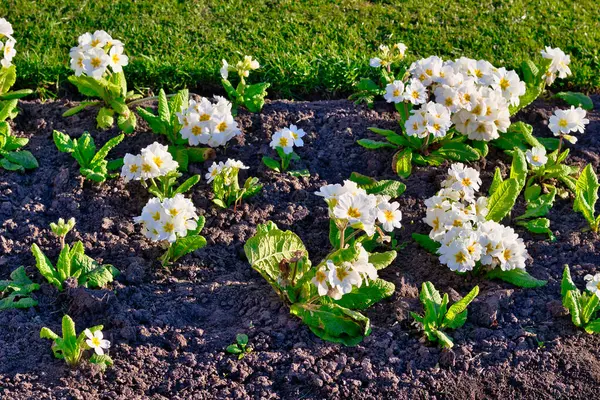 Koyu toprak ve Harrogate, Yorkshire, İngiltere 'de arka planda yeşil çimen şeridi ile çevrili, çiçek açan beyaz çuha çiçekleri olan bir çiçek tarhına yakın plan..