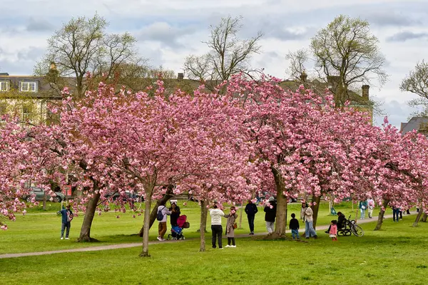 Çiçekli kiraz ağaçlarının olduğu park sahnesi, manzaranın tadını çıkaran insanlar, yeşil çimenler, ve Harrogate, Yorkshire, İngiltere 'de arka planda bir bina..